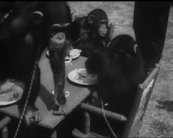 ZOO CHIMPS REHEARSE 'AT HOME' PARTY News Clip
