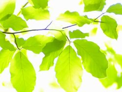 Sun shining through beech leaves Stock Footage