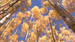 Hermaphroditic Organisms Instructional Video