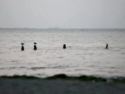 WS View of birds siting on bamboo in sea / Paracas, Nazca, Peru Stock Footage