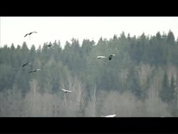 CLEAN:Cranes make stopover in Swedish safehaven News Clip