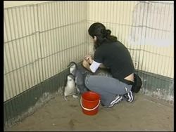 Rare species threatened with extinction News Clip