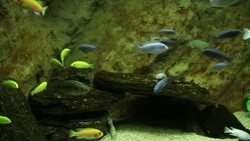 VOICED : Bamako zoo reopens its doors to the publi News Clip