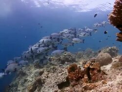 School of fish Stock Footage