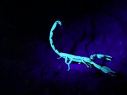 Arabian fat-tailed scorpion (Androctonus crassicauda) in ultra violet light Stock Footage