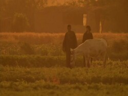Man and woman in field leading donkey away, picking up hay as they leave, evening, Egypt (sound available) Stock Footage