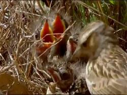 Woodlark (Lullula arborea) a ground-nesting bird, feeds chicks, Sierra de Andujar, Sierra Morena, Andalucia, Spain Stock Footage