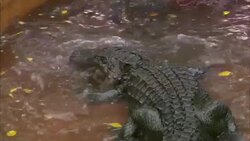 An alligator wades in a pool. Stock Footage