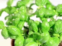 Green basil Stock Footage