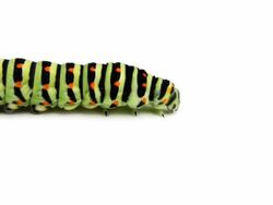 Caterpillar Stock Footage