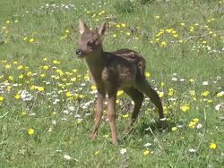 MS Shot of Roe Deer standing in blooming Meadow / Calvados, Normandy, France Stock Footage