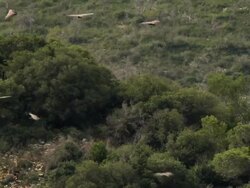 Griffon vultures (Gyps fulvus) in Carmel mountain project. Flying near the acclimatization cage. Stock Footage