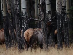 MS Large bull elk bugling during rut in aspen grove / Estes Park, Colorado, United States Stock Footage
