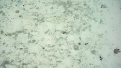 Camera flies over coral reef to reveal young woman taking photographs on remote beach Stock Footage