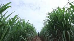 Farmer use Fertilizer Stock Footage