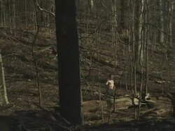 HD DOLLY: Man running through the woods Stock Footage