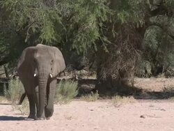 Desert Elephant (Loxodonta africana) walking to camera, Ugab River Basin, Namibia: desert-dwelling population of African Bush Elephant though not distinct subspecies Stock Footage
