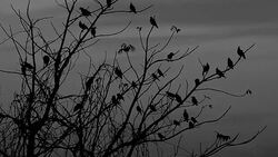 Silhouetted Crows and Clouds Stock Footage