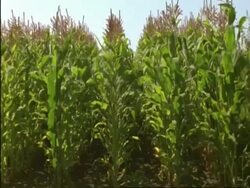 Low level view of CU maize field, in flower, England Stock Footage