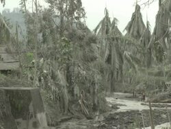 Trees damaged by volcanic ash line small river near Merapi volcano; Indonesia. 7 November 2010 / AUDIO Stock Footage