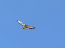 MS TS Short of Steppe Buzzard (Buteo Buteo vulpinus) thermalling on migration with clear blue sky above / Arava, Negev Desert, Israel  Stock Footage