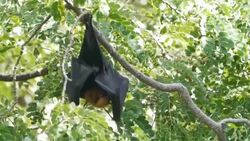 Bat lyle's flying fox. Stock Footage