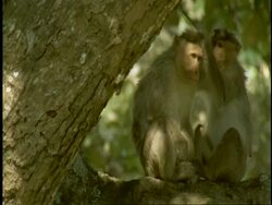 MS pair of Bonnet Macaques, Macaca radiata, mutually grooming in tree, Western Ghats, India Stock Footage