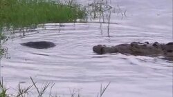 A crocodile submerges with its prey in a Florida swamp near other crocodiles. Stock Footage