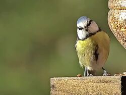 MS SLO MO Shot of Blue Tit doing hole in feeder for eating seeds / Vieux Pont en Auge, Normandy, France Stock Footage