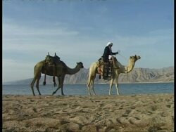 MS Bedouin with two camels walks into shot, camels kneel, Bedouin dismounts removes saddle, mountains in background, Egypt Stock Footage