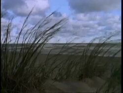 Wind blowing through Maram grass on top of sand dune, Presque Isle, USA Stock Footage