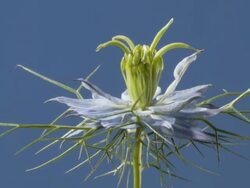T/L Love-in-a-mist (Nigella damascena) flowering Stock Footage