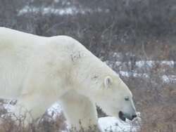   MS TS Two polar bears walking then play fighting / Churchill, Manitoba, Canada Stock Footage