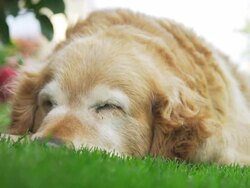 HD: Golden Retriever Sleeping Stock Footage