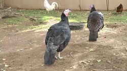 Lucky turkeys rescued from Thanksgiving table News Clip