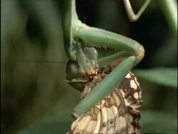 CU Praying Mantis hanging upside-down eating butterfly, Australia Stock Footage