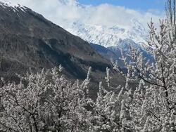 Cherry and apricot blossom in Hunza valley,Pakistan Stock Footage