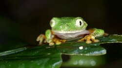 Amazon Leaf Frog (Agalychnis hulli) on a rainforest leaf, blinks eyes Stock Footage
