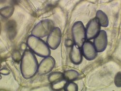 Micrography of isolated potato starch grains viewed in polarised light, clearly showing growth rings and the characteric 'maltese cross' with its origin at the grain's hilum Stock Footage