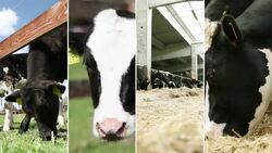 Cow farm. Video Wall. Stock Footage
