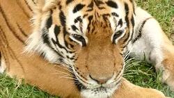 Wild tiger lying down and resting, 4K Stock Footage