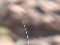 Red dragonfly Stock Footage