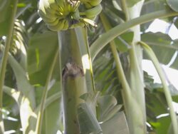 banana tree Stock Footage