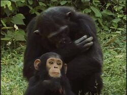 CU, ZI, Young and adult chimpanzee (Pan troglodytes), Gombe Stream National Park, Tanzania Stock Footage