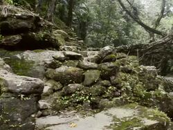 MS PAN Shot of trees in forest / Puri, Orissa, India Stock Footage
