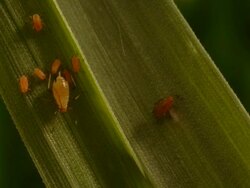 T/L Aphids (superfamily Aphidoidea) on wheat eaten by spider, mid shot take 2, UK Stock Footage