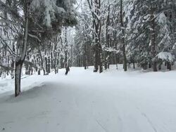 MS Mature woman skiis down ski hill surrounded by trees / Ellicottville, New York, United States Stock Footage