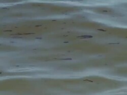 Tarballs Wash Up on Beach Stock Footage