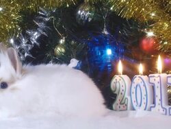 Year of rabbit Stock Footage