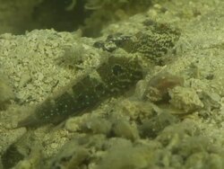 CU Shot of Goby resting on riverbed withshrimp excavating burrow and emerging from burrow briefly / Pemba, Cabo Delgado, Mozambique Stock Footage